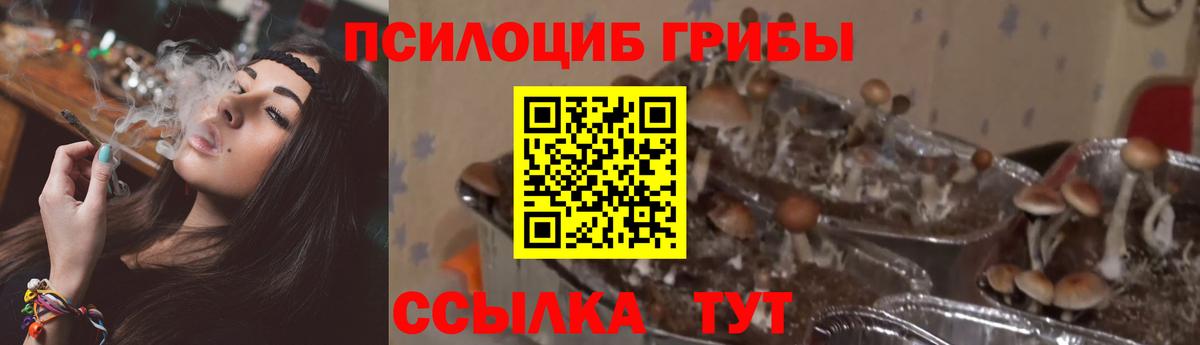 Можайск  Галлюциногенные грибы мицелий  Вход с VPN 